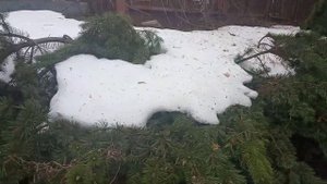 Туи снегом погнуло, наклонило