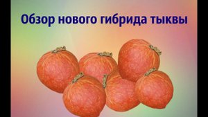 Тестовый гибрид тыквы РМ10JS  (по типу Оранж Саммер)