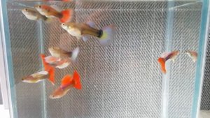 Гуппи "Красный Дракон"