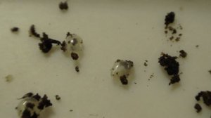 Улитки ахатины размножение улитята самые большие и самые маленькие.