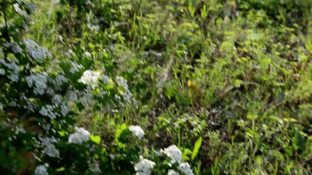 Цветёт боярышник, смотреть онлайн