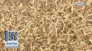 Кубанские аграрии установили новый рекорд России по урожайности озимой пшеницы