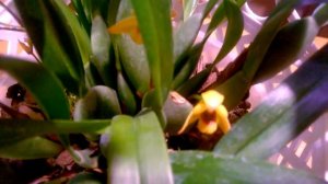 Орхидея Максиллярия _ Maxillaria Variabilis Yellow _