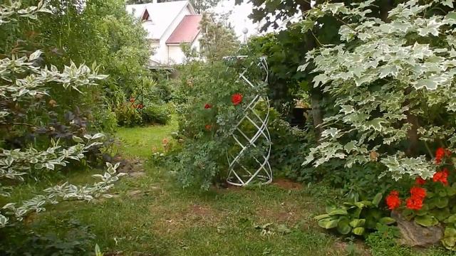 Розы в моем саду  Лето 2018 смотреть онлайн