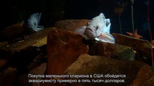 Самые дорогие аквариумные рыбки