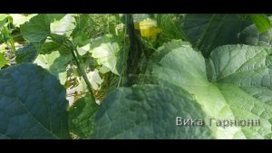 Огурец  Китайские палочки F1