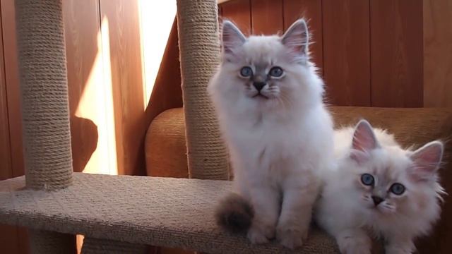 Neva Nasquerade kittens Siberian Kittens Невские маскарадные котята Сибирские котята смотреть онлайн
