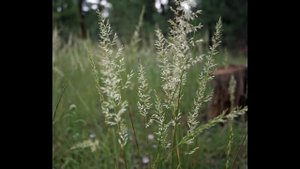 КЕЛЕРИЯ (KOELERIA) сем. Злаки