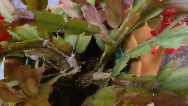 Cactus di Natale (Natalina) - Schlumbergera in flower смотреть онлайн