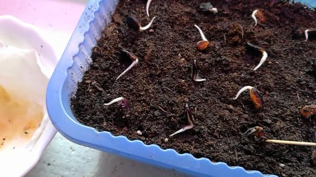 Посадка семян арбузов. смотреть онлайн