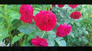 Красная шапочка, Омаж а Барбара, Томанго - три прекрасных красных розы