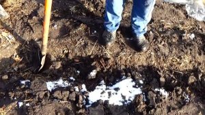 Посадка малины от А до Я поздней осенью!