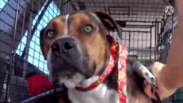 Испуганная собака вжималась в грязь… Она отказывалась покинуть стройку и безумно боялась мира людей смотреть онлайн