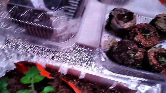 Дубль 2 🙂. Совещание. Эустоме один месяц смотреть онлайн