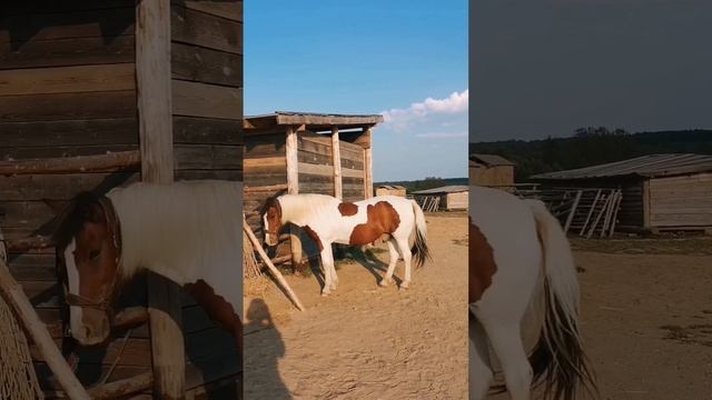 Этнопарк Кочевник в Хотьково.