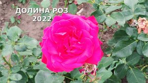 ДОЛИНА РОЗ 2022