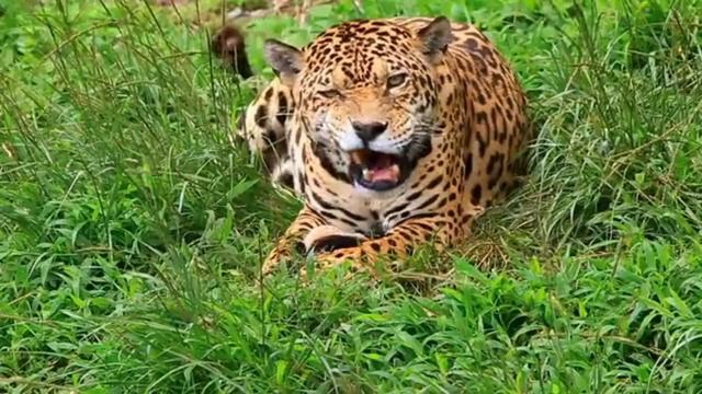 пробное видео без названия смотреть онлайн