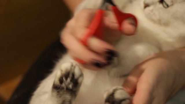 Как подстричь когти кошке / How to cut claws to a cat