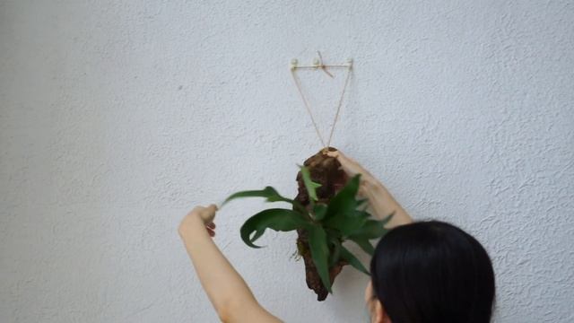 住在狹小公寓的一天｜鹿角蕨上板｜植物養護｜居家鍛鍊