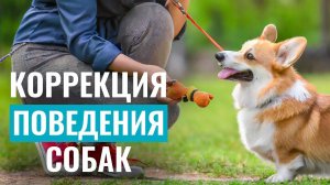Как исправить ПРОБЛЕМНОЕ ПОВЕДЕНИЕ у собаки? Коррекция поведения собак - самые результативные методы