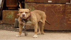 Презентация "Безопасность при общении с животными" СДК с.Молдовановка