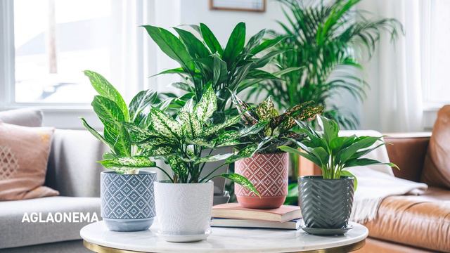 PETITTI Houseplant Lighting Guide | Understanding the difference between Low, Medium & Bright Light смотреть онлайн