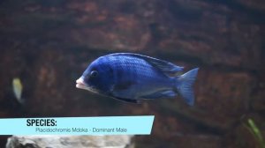 Placidochromis Phenochilus Mdoka aka "White Lips" - Cichlidspecies.com