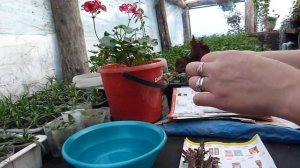 Получили срезы колеусов...(( что делать дальше...