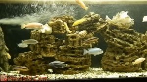 Псевдоморе с малавийскими цихлидами. Вариант оформления аквариума. Аквариумистика.