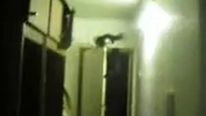 Драка котов за территорию =)