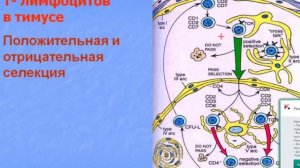 Система кроветворения и иммуногенеза. Видео лекция С.М.Зиматкин (16)
