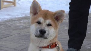 ДТ-64. Щенок акита-ину - консультация.