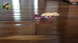 Почему рептилия лучший домашний питомец!???