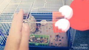 Мои хомяки и как за ними ухаживать.?!Как ухаживать за джунгарикими