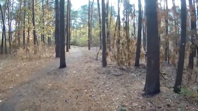 Пушистая серая белка. Кормление белок Парк Танаис Воронеж короткое видео часть 14 смотреть онлайн