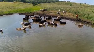 ПШЕНО С МЕДОМ В ДЕЙСТВИИ! Убойная прикормка! Подводная съемка