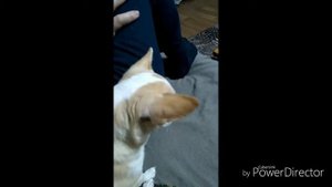 Как украсть кусок пиццы!