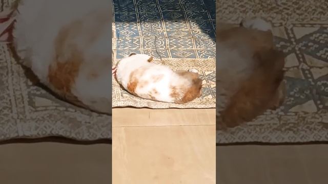 Bunny ? is doing DANCING while SLEEPING