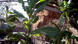 Итоги выращивания табака 2017 год