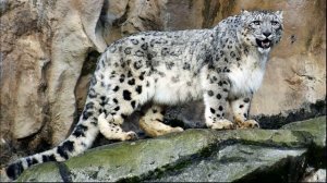 Ирбис издаёт звуки