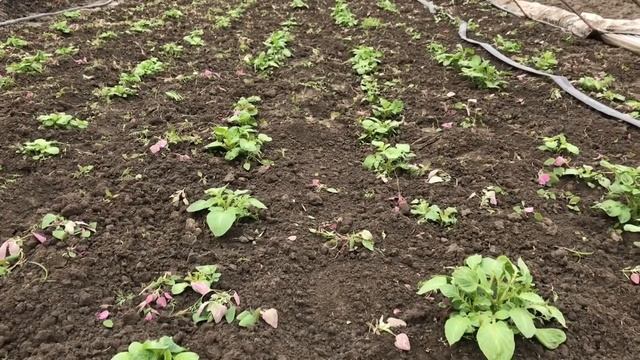 Состояние картофеля. Ошибки при выращивании молодого картофеля. смотреть онлайн