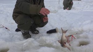 Язь и крупная плотва дали жару в минус 40 !!!