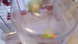 Как научить попугая купаться?//Купалка для попугая//Волнистый попугай Тоша//зеленый попугайчик TV