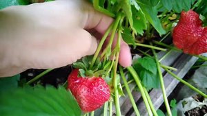Клубника Азия. Невероятно крупная!