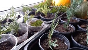 Хвойные черенки на балконе!