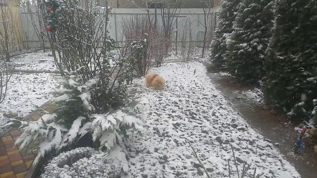 Шпиц увидел первый снег смотреть онлайн