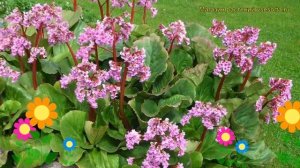 Бадан сердцелистный Ротблум. Краткий обзор, описание характеристик bergenia cordifolia Rotblum