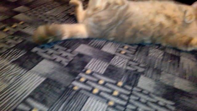 Самый милый котёнок на свете. (кошки 2020) смотреть онлайн