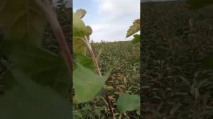 Яблоня / декоративная