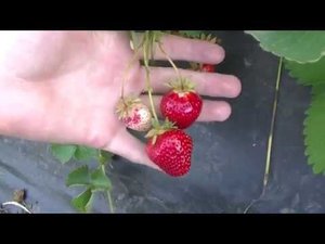 Итоги клубничного сезона. Планы на лето.